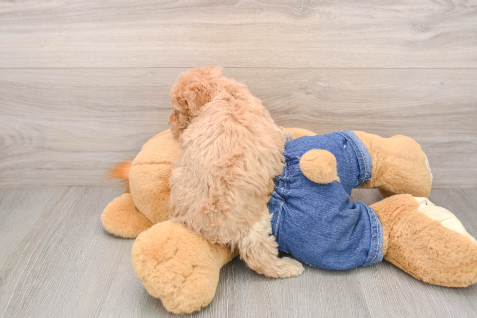 Adorable Pudel Purebred Puppy