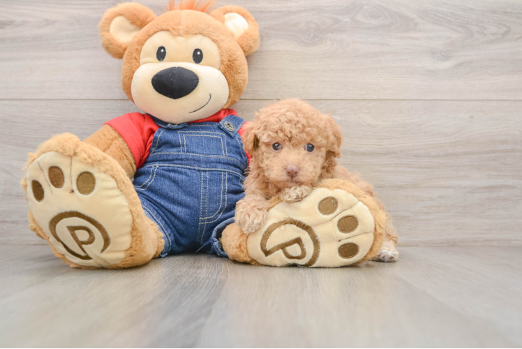 Poodle Pup Being Cute