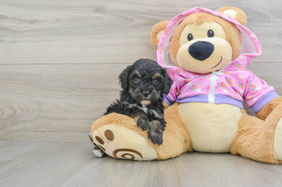 7 week old Poodle Puppy For Sale - Puppy Love PR