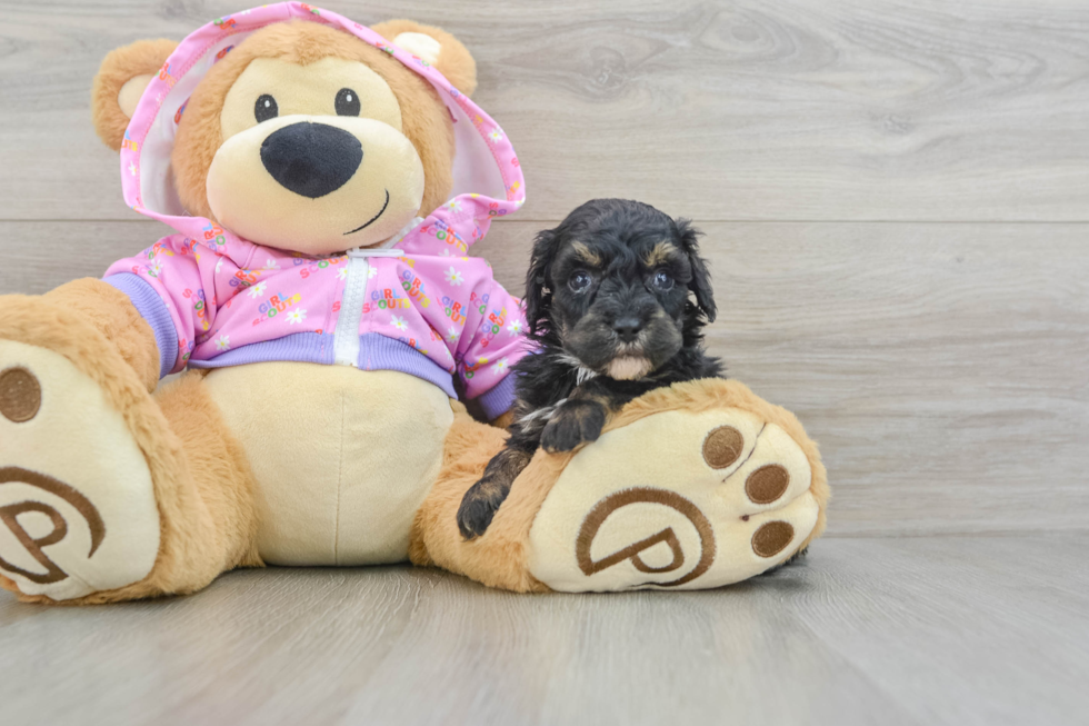 Happy Caniche Purebred Puppy