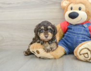 7 week old Poodle Puppy For Sale - Puppy Love PR
