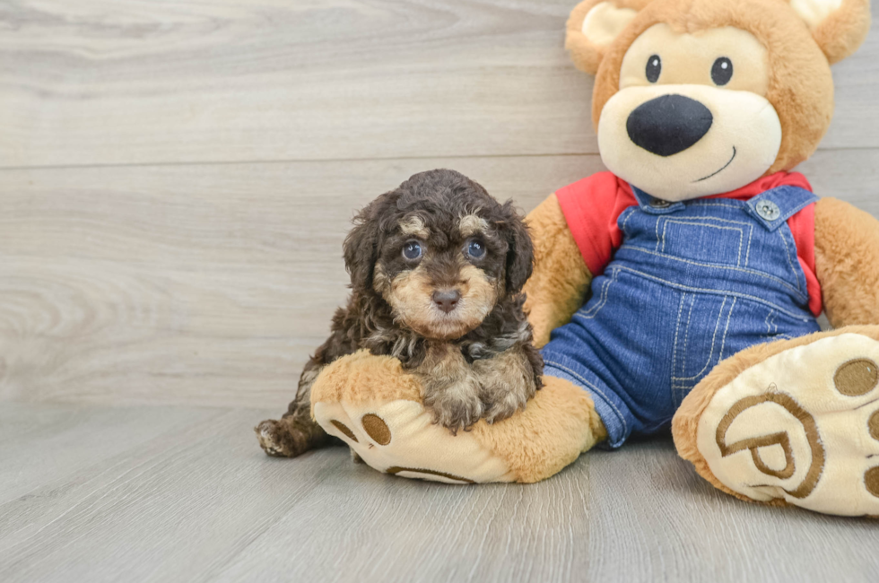 7 week old Poodle Puppy For Sale - Puppy Love PR