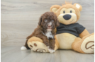 Cute Caniche Purebred Puppy