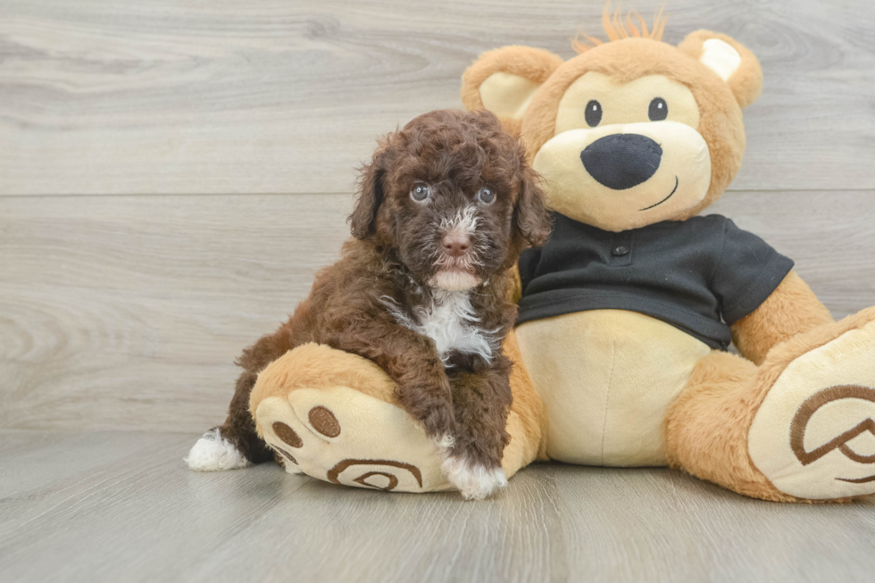 Cute Caniche Purebred Puppy