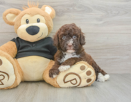 6 week old Poodle Puppy For Sale - Puppy Love PR