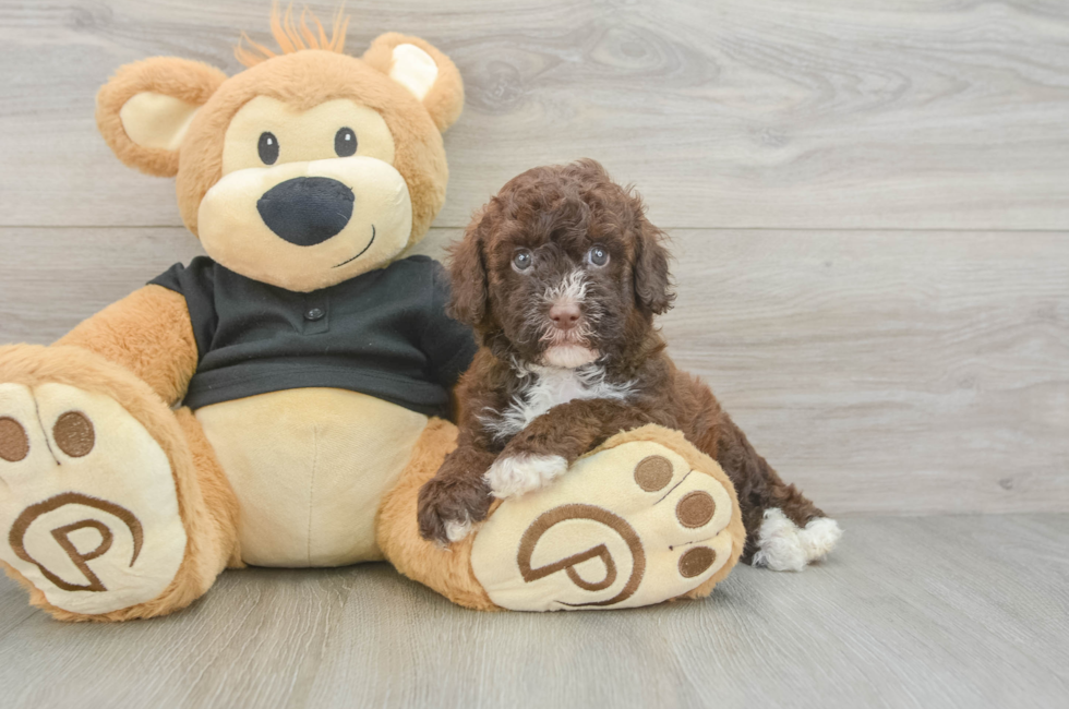 5 week old Poodle Puppy For Sale - Puppy Love PR