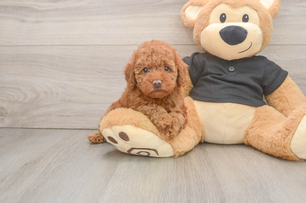 6 week old Poodle Puppy For Sale - Puppy Love PR