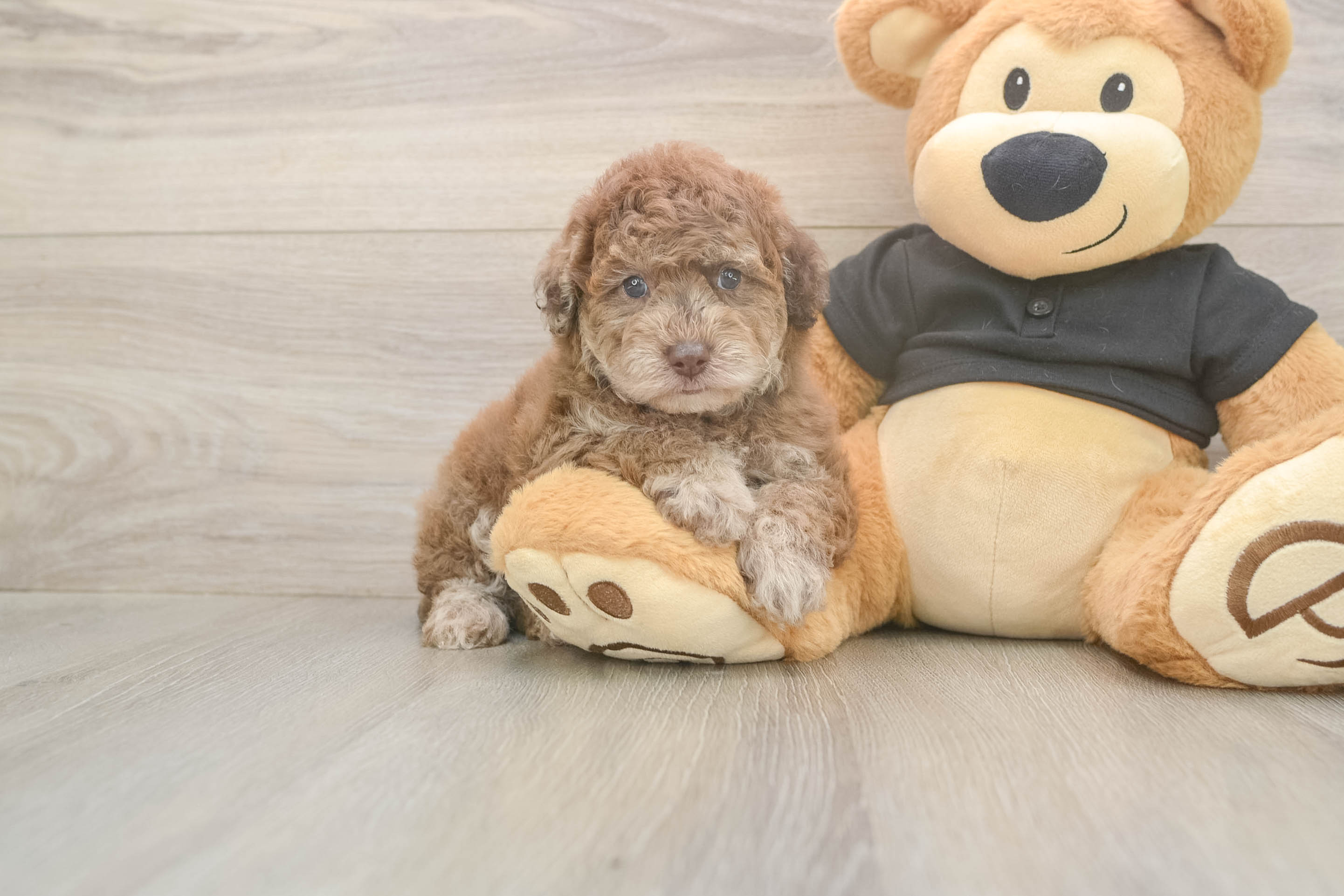 Small Poodle Purebred Pup