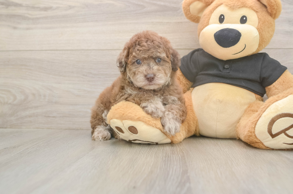 6 week old Poodle Puppy For Sale - Puppy Love PR