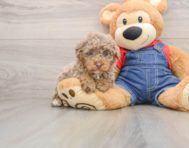 7 week old Poodle Puppy For Sale - Puppy Love PR