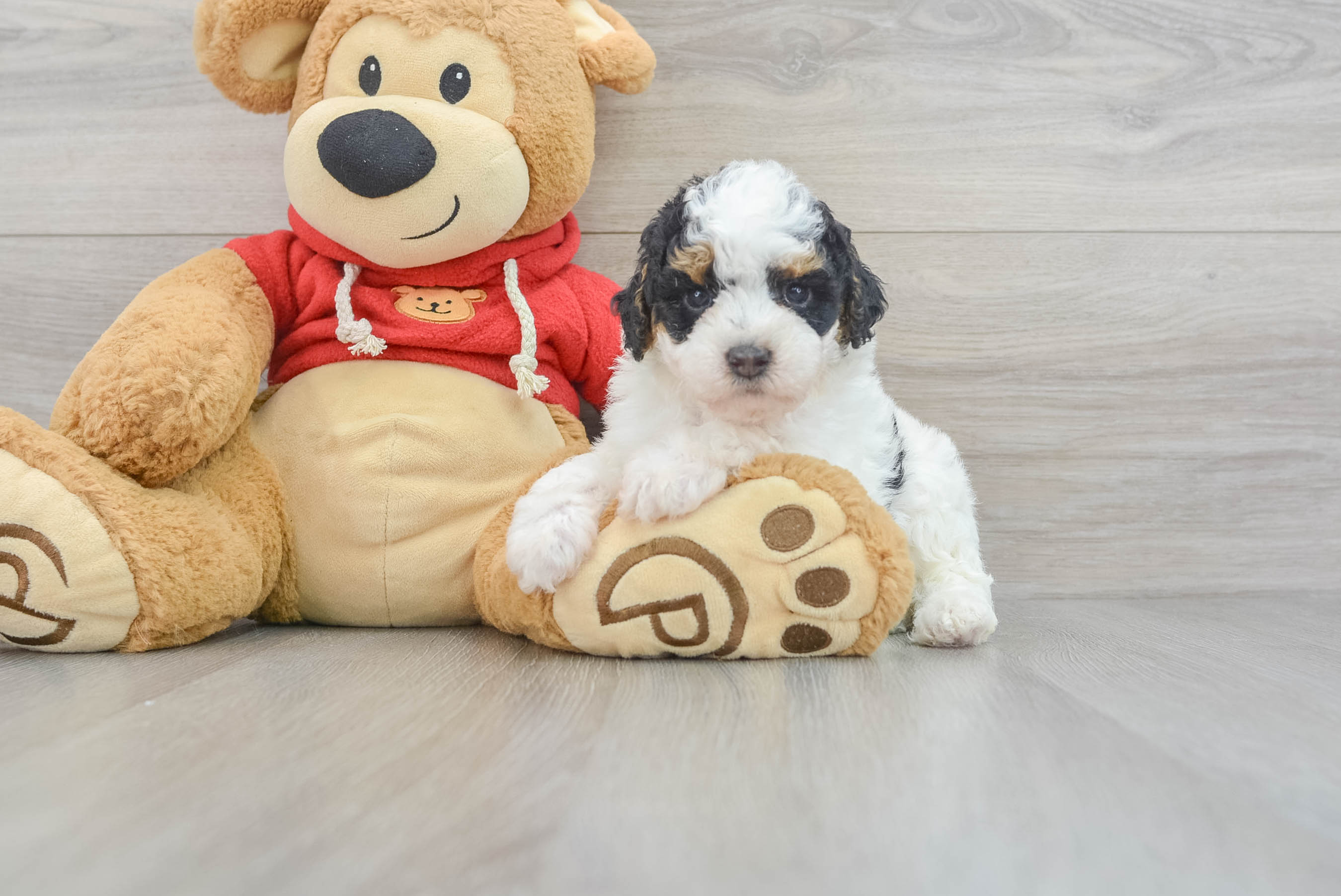 Poodle Puppy for Adoption