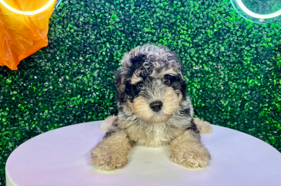 11 week old Poodle Puppy For Sale - Puppy Love PR