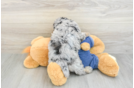 Poodle Puppy for Adoption