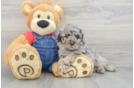 Poodle Pup Being Cute