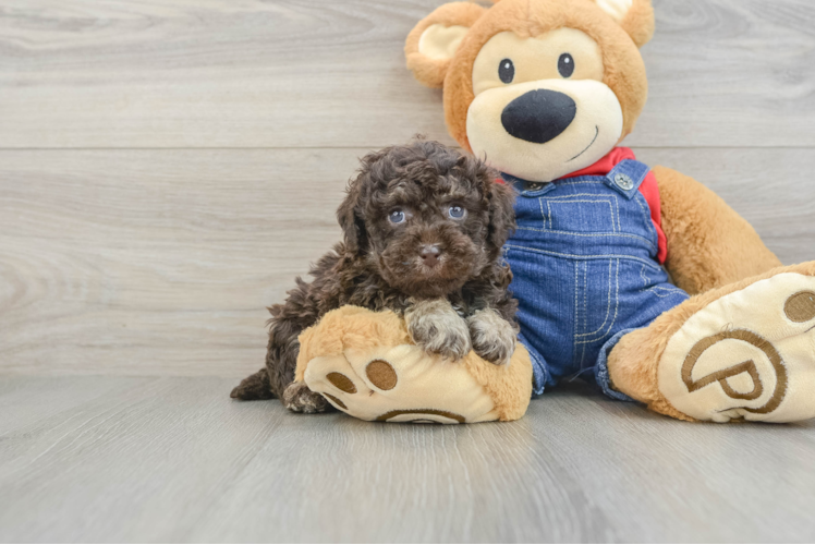 Petite Toy Poodle Purebred Puppy