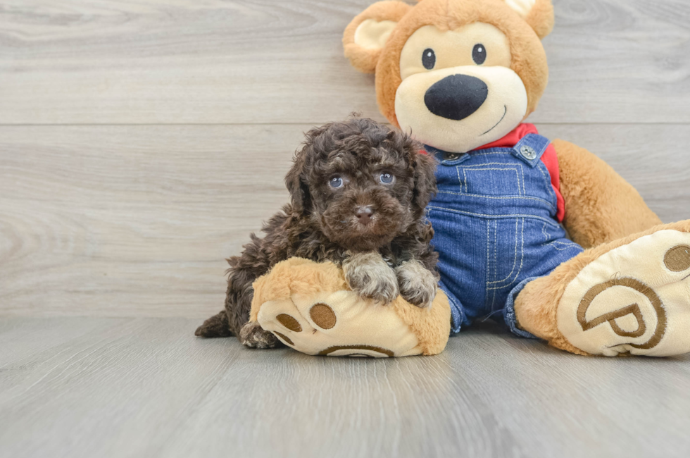 5 week old Poodle Puppy For Sale - Puppy Love PR