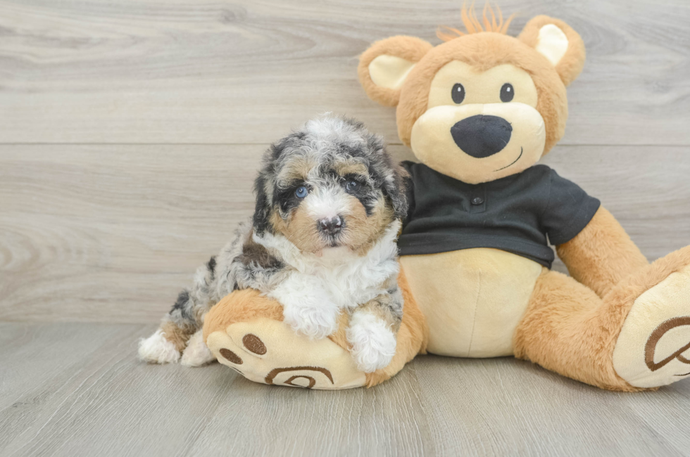 5 week old Poodle Puppy For Sale - Puppy Love PR