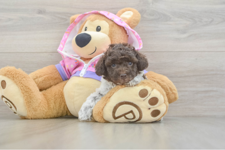 Small Poodle Purebred Pup