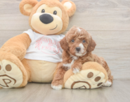 5 week old Poodle Puppy For Sale - Puppy Love PR