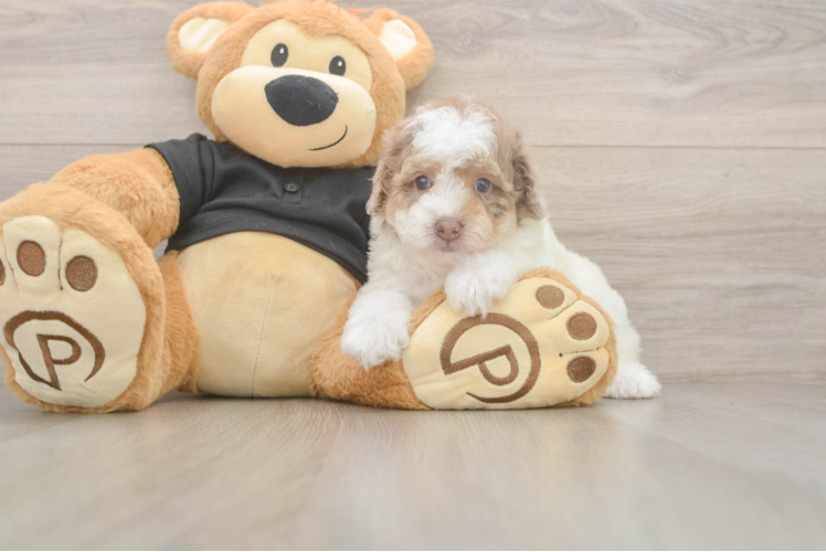 Little Poodle Baby