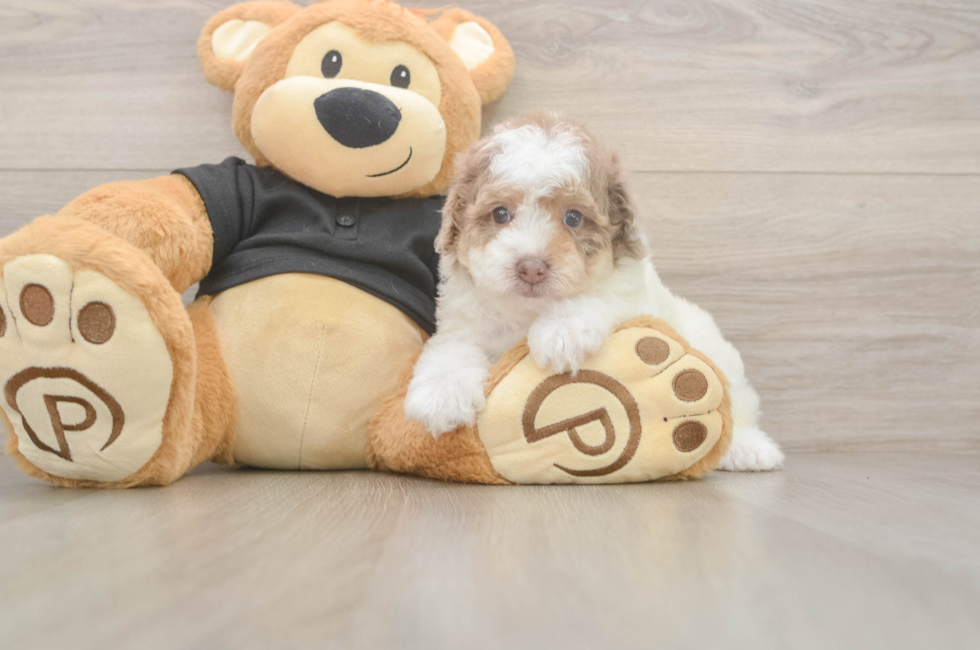 6 week old Poodle Puppy For Sale - Puppy Love PR