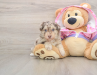 5 week old Poodle Puppy For Sale - Puppy Love PR