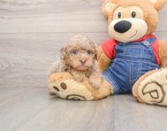 7 week old Poodle Puppy For Sale - Puppy Love PR