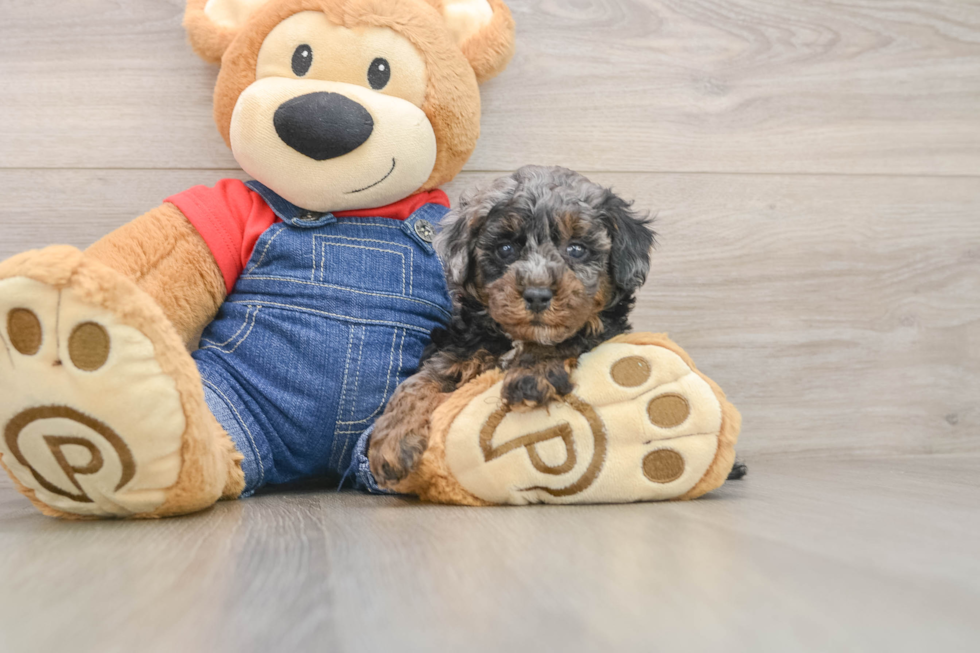 Best Poodle Baby