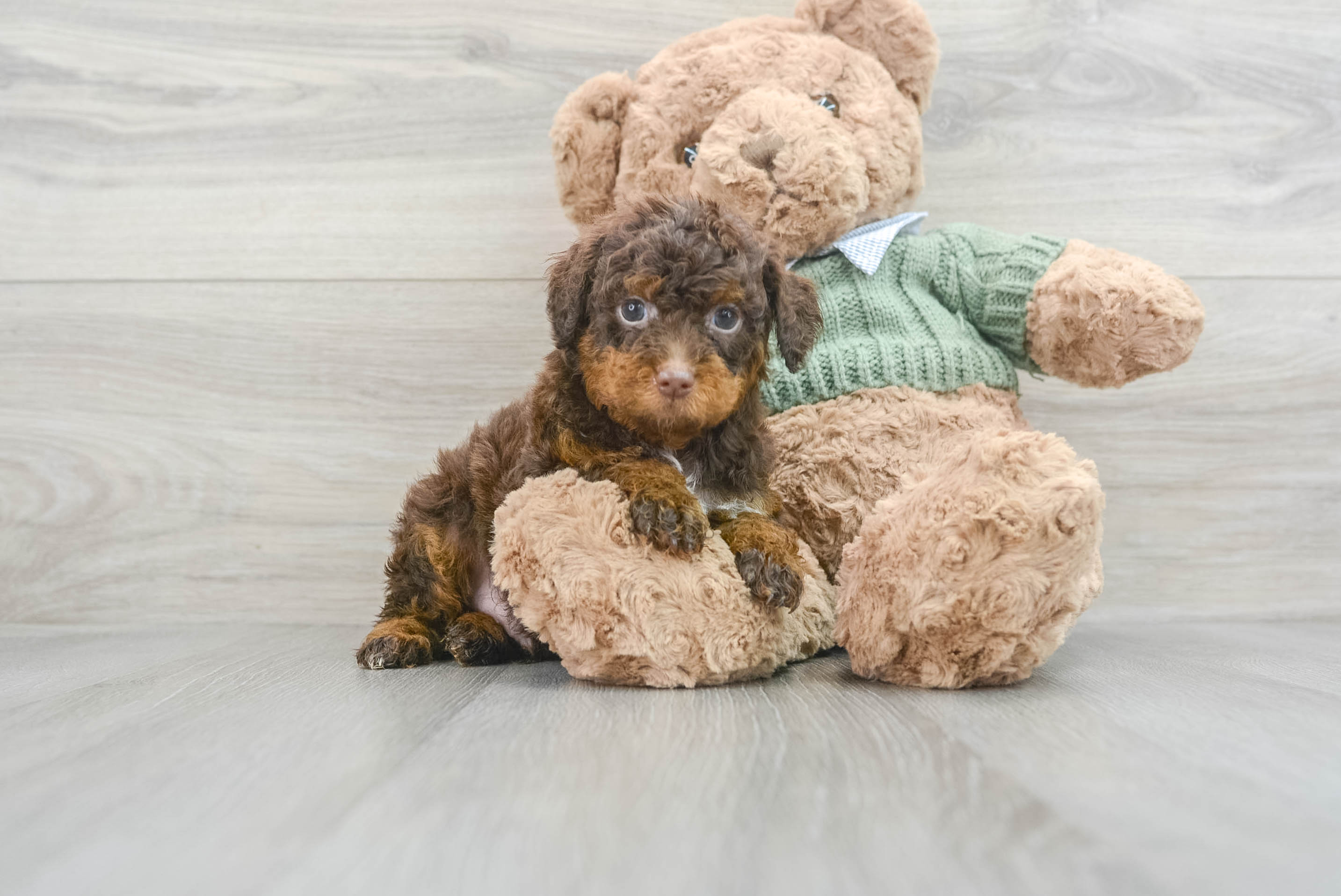 Best Poodle Baby