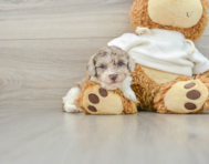 8 week old Poodle Puppy For Sale - Puppy Love PR