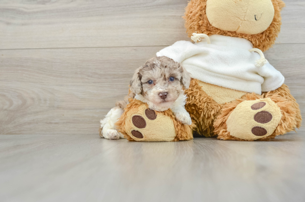 5 week old Poodle Puppy For Sale - Puppy Love PR