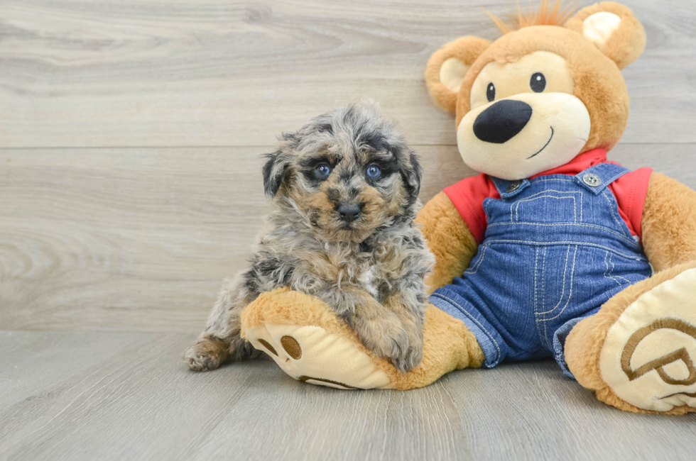 7 week old Poodle Puppy For Sale - Puppy Love PR