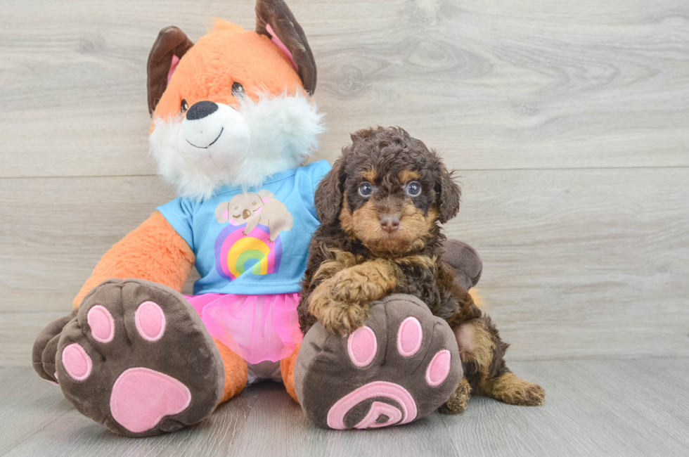 6 week old Poodle Puppy For Sale - Puppy Love PR