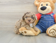 6 week old Poodle Puppy For Sale - Puppy Love PR