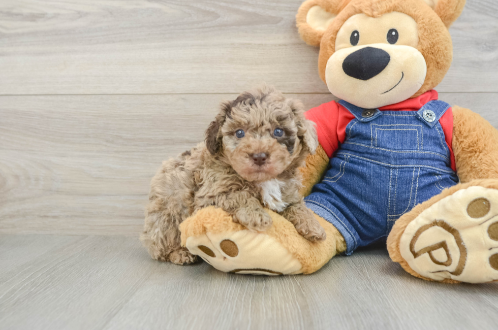 6 week old Poodle Puppy For Sale - Puppy Love PR