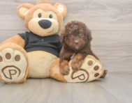 7 week old Poodle Puppy For Sale - Puppy Love PR