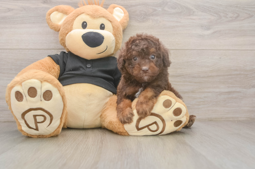 5 week old Poodle Puppy For Sale - Puppy Love PR