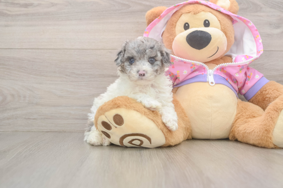 5 week old Poodle Puppy For Sale - Puppy Love PR
