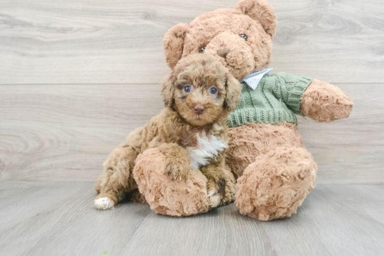 Meet Dandelion - our Poodle Puppy Photo 1/3 - Puppy Love PR Best Poodle Baby