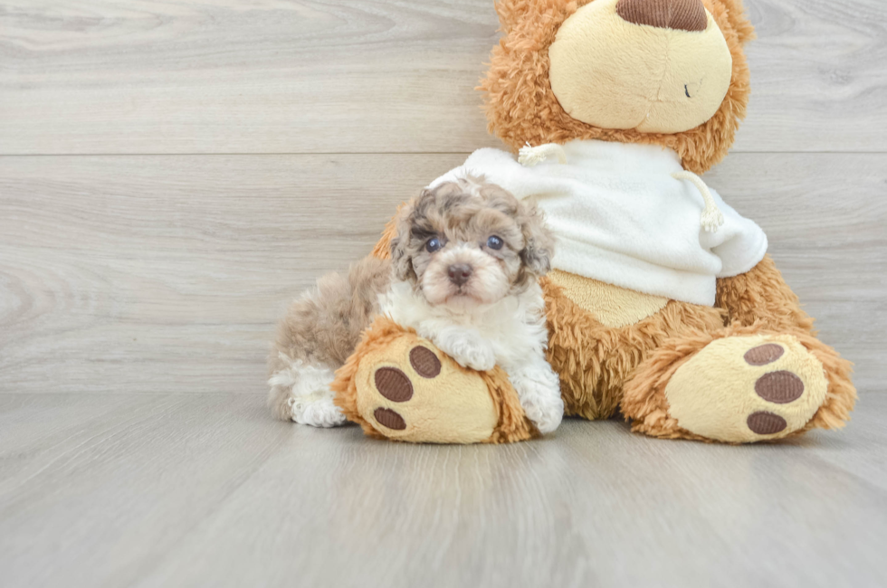 9 week old Poodle Puppy For Sale - Puppy Love PR