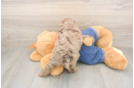 Poodle Pup Being Cute