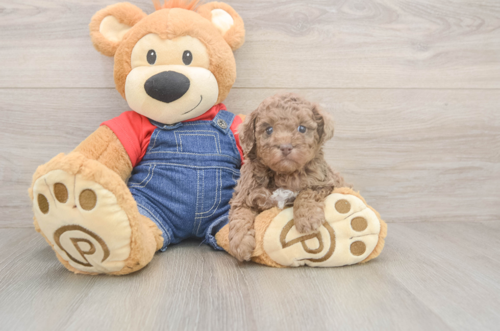 5 week old Poodle Puppy For Sale - Puppy Love PR