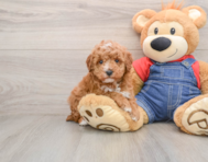 7 week old Poodle Puppy For Sale - Puppy Love PR