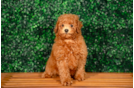 Poodle Puppy for Adoption