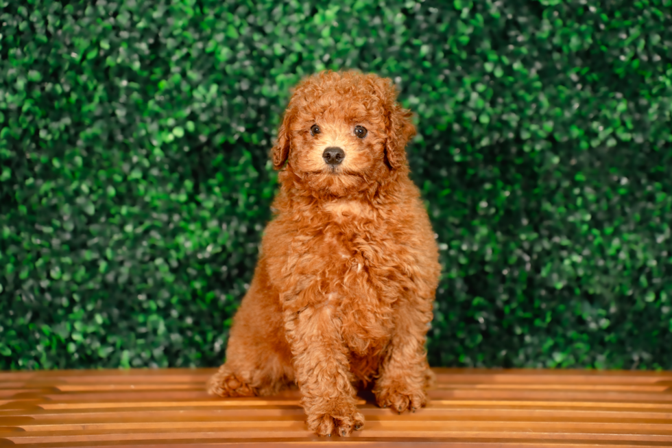 Poodle Puppy for Adoption