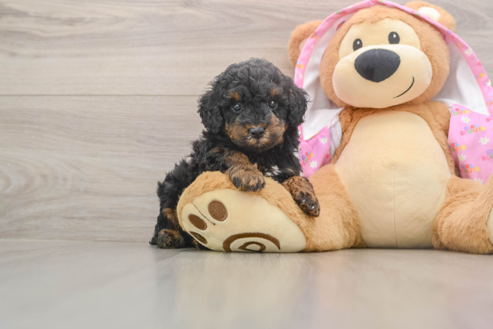 Akc Registered Poodle Baby