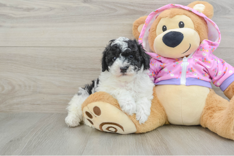 Meet Dark Knight - our Poodle Puppy Photo 1/3 - Puppy Love PR Hypoallergenic Poodle Baby