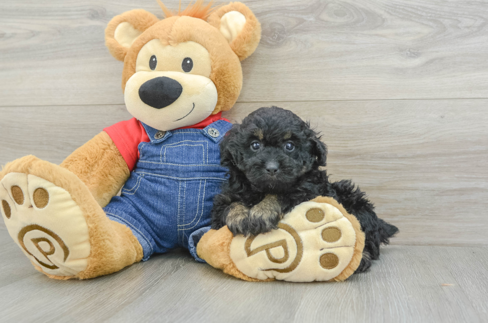 7 week old Poodle Puppy For Sale - Puppy Love PR