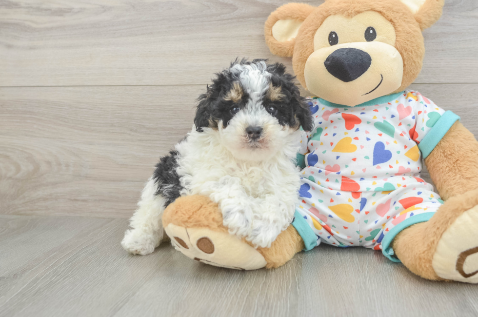 5 week old Poodle Puppy For Sale - Puppy Love PR