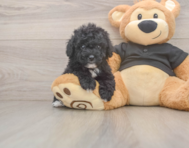 6 week old Poodle Puppy For Sale - Puppy Love PR